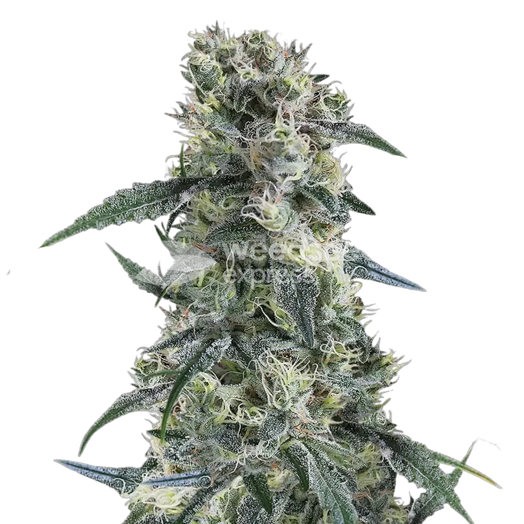 Gorilla Cookies Plant