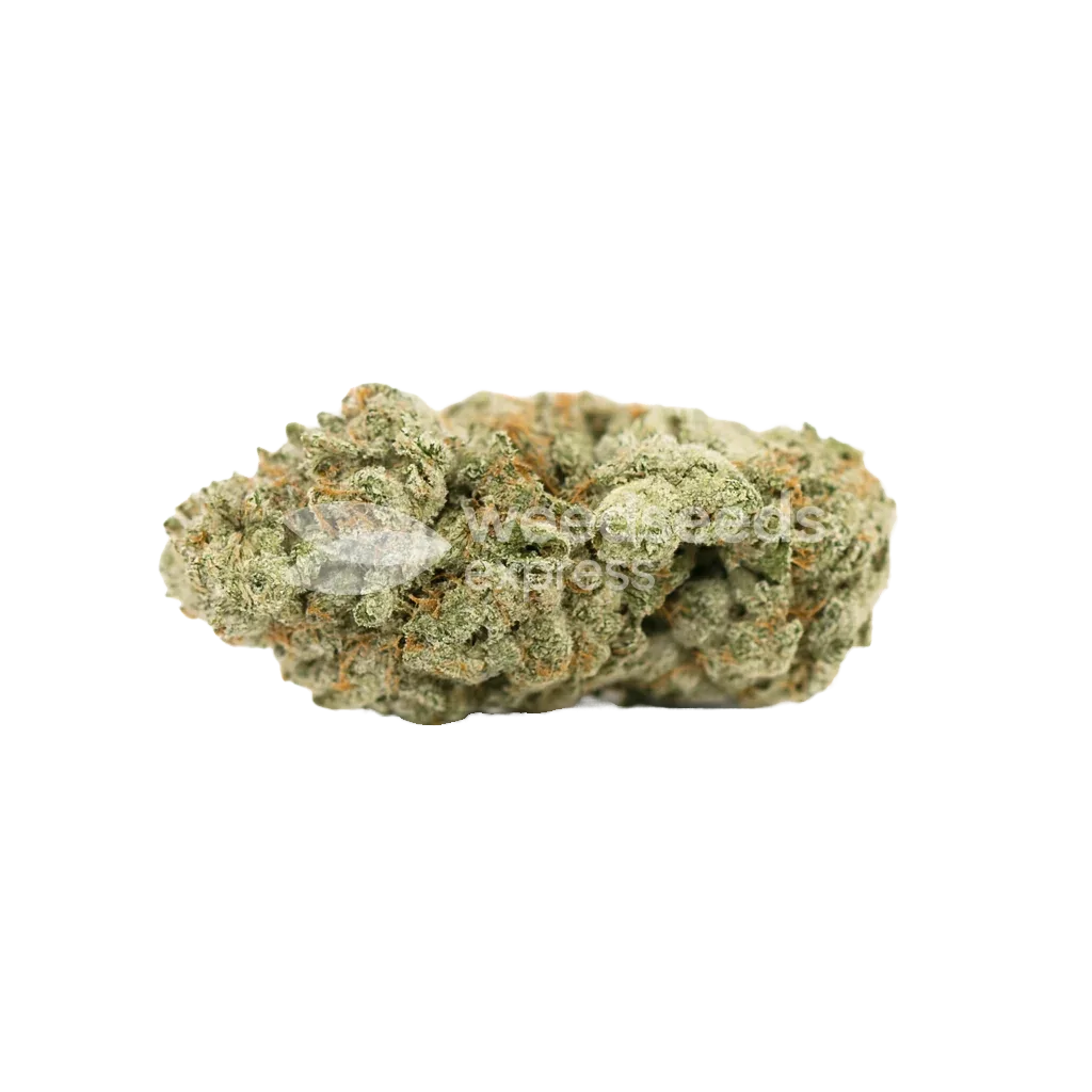 Gorilla Glue Auto Bud