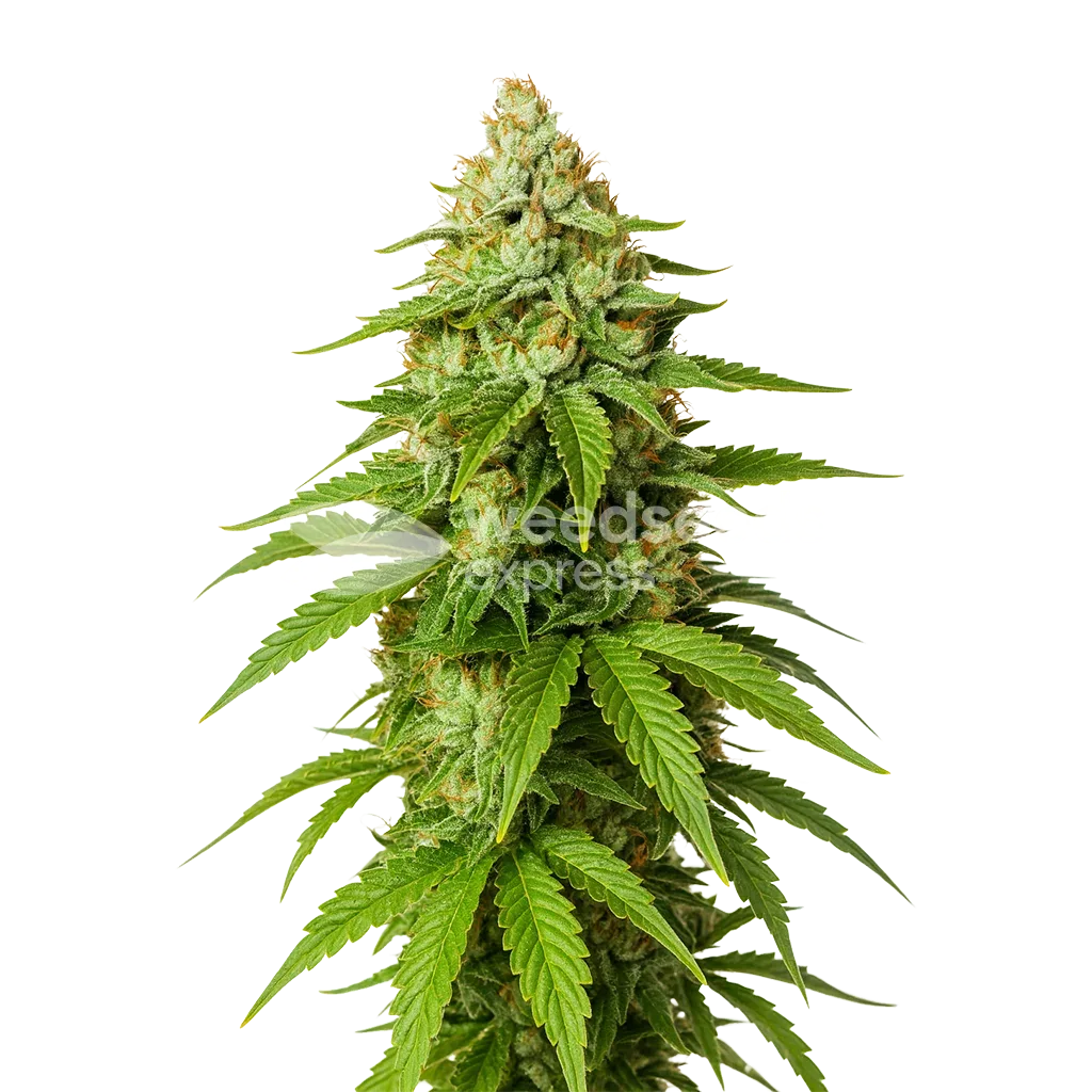 Gorilla Glue Auto Plant
