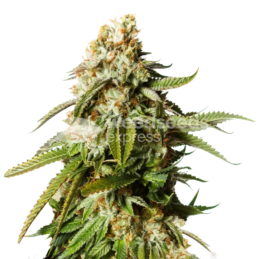 Gorilla Glue cannabisplant