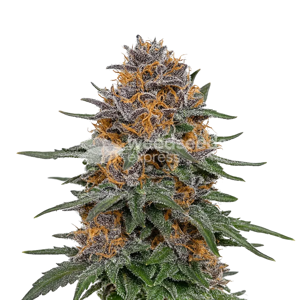 Granddaddy Purple Auto Plant