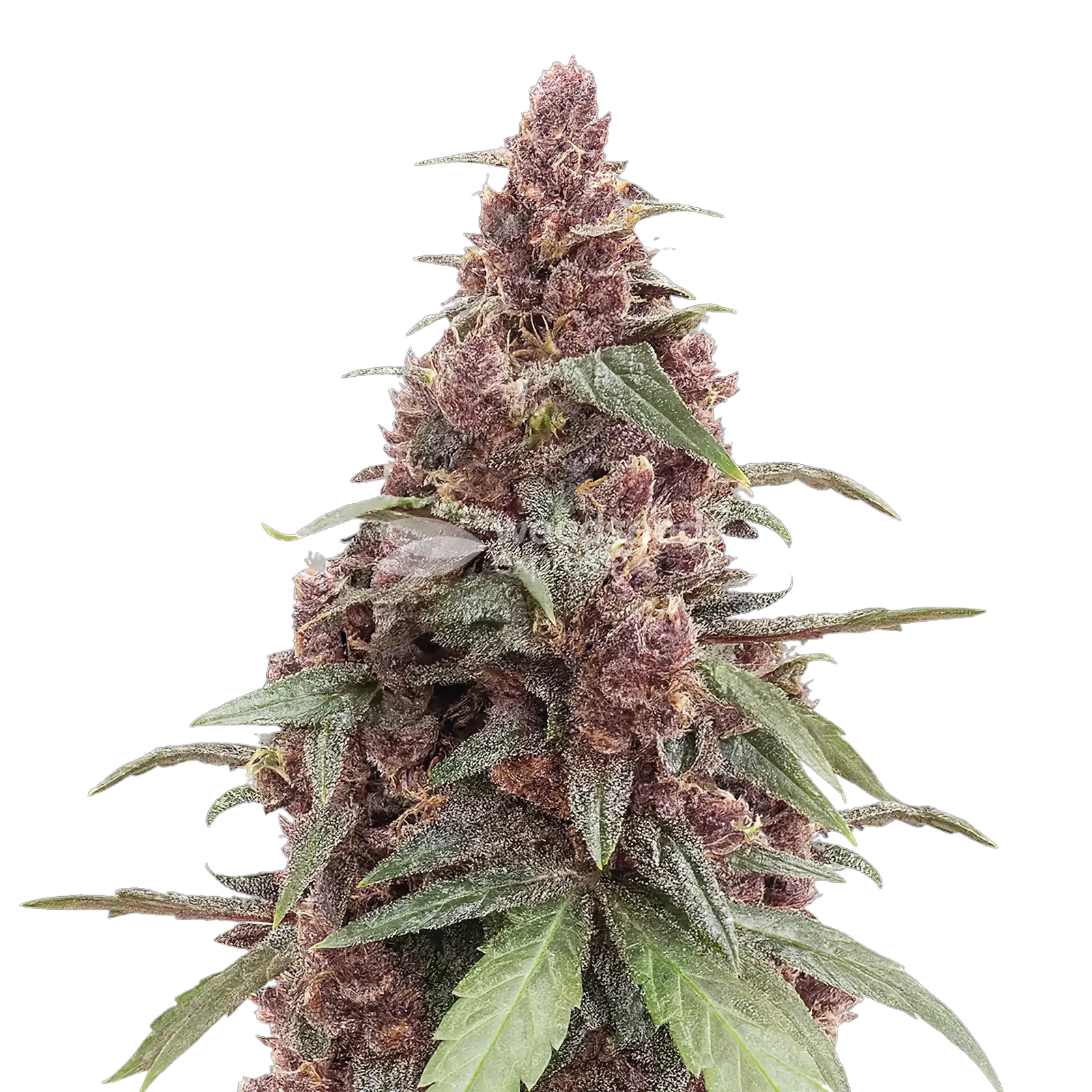 Grandmommy Purple cannabisplant
