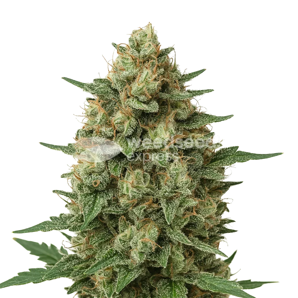 Grape Ape Auto Plant