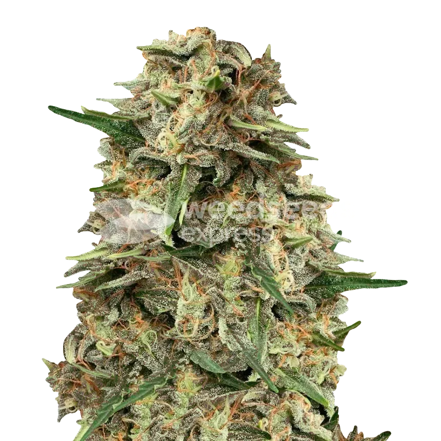 Grape Ape Fast Flowering Photoperiod Feminized Plant
