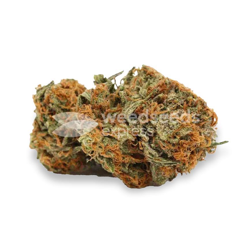 grease monkey bud