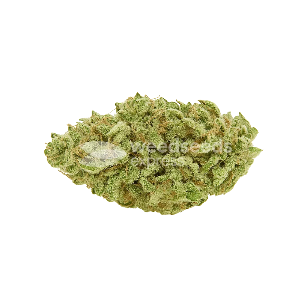 Green Crack Auto Bud