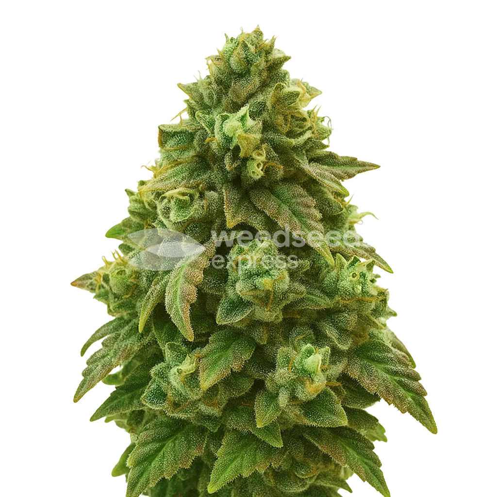 Green Crack Auto Plant