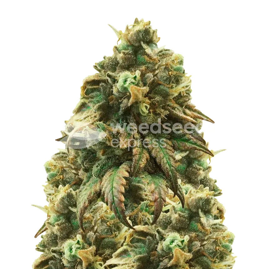 Green Crack Cannabisplant