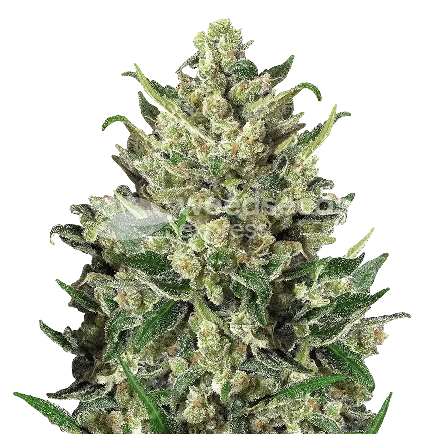 Green Poison Plant