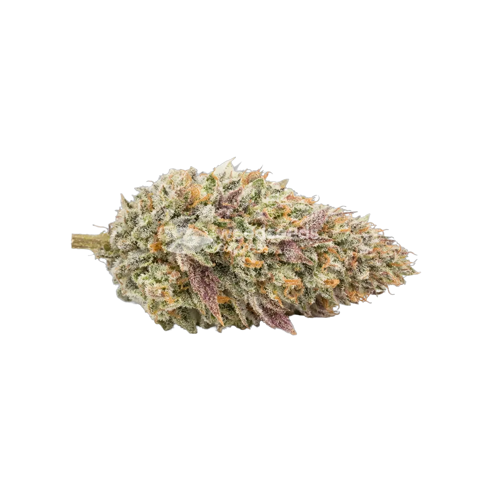 Gumbo Cannabis Top
