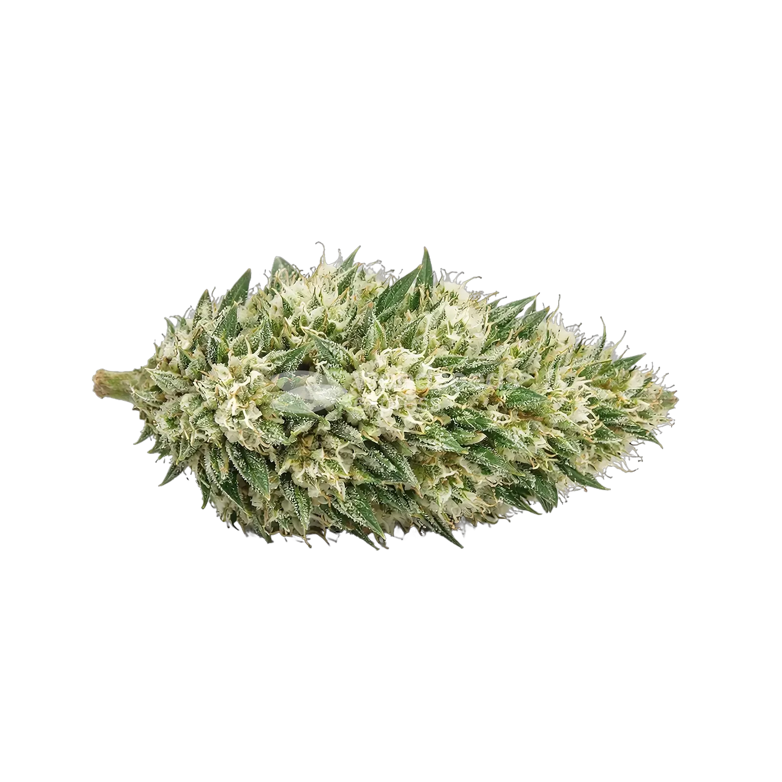 Gush Mints Autoflower Cannabis-top