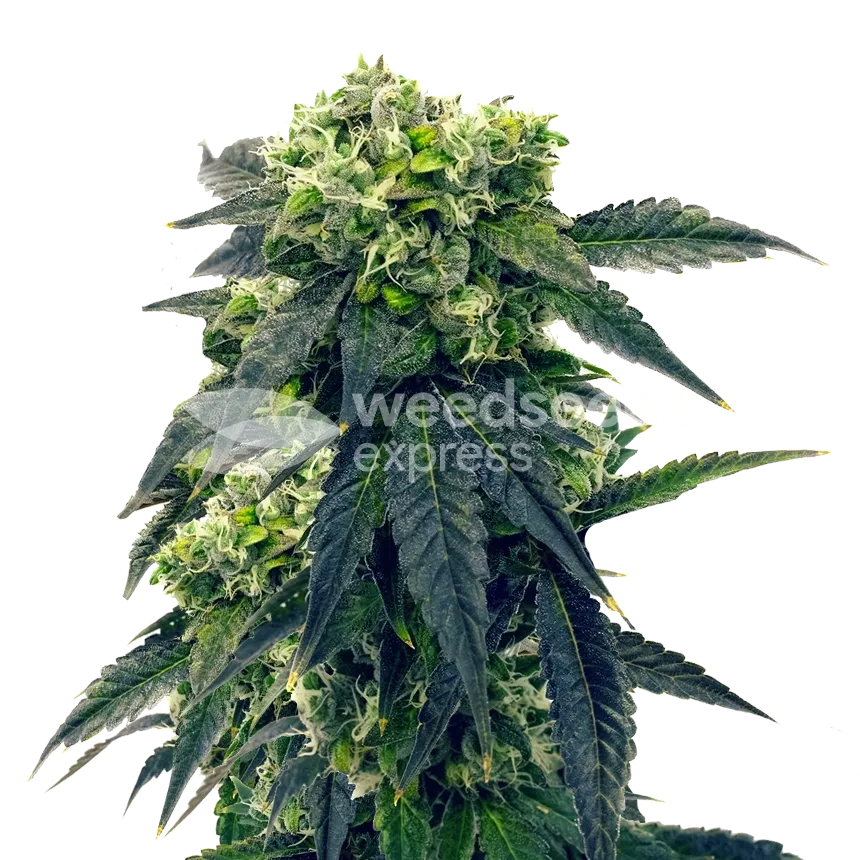 Gush Mints plant