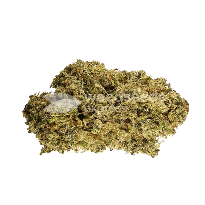 Hash Plant Bud