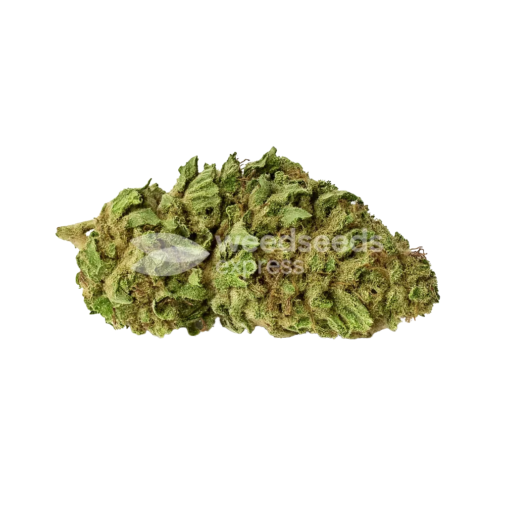 Haze Auto Bud