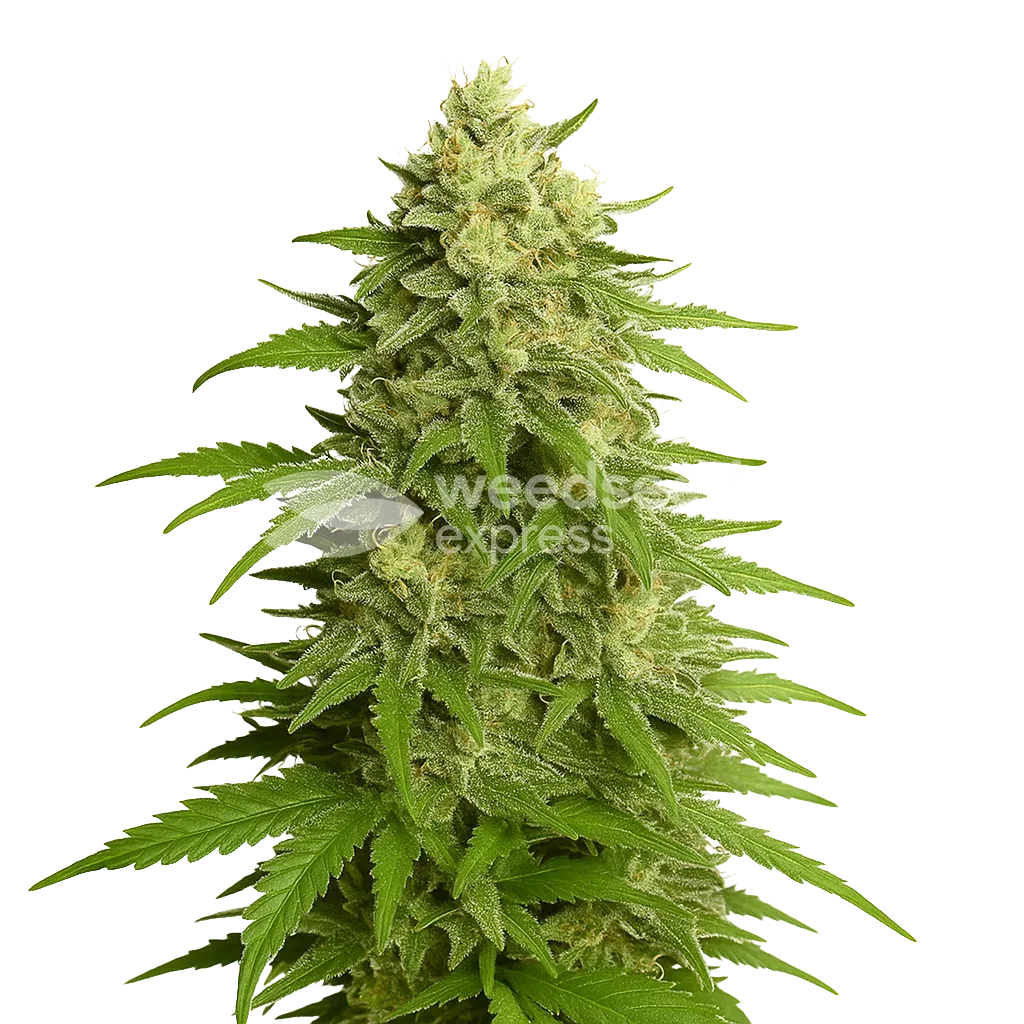 Haze Auto Plant