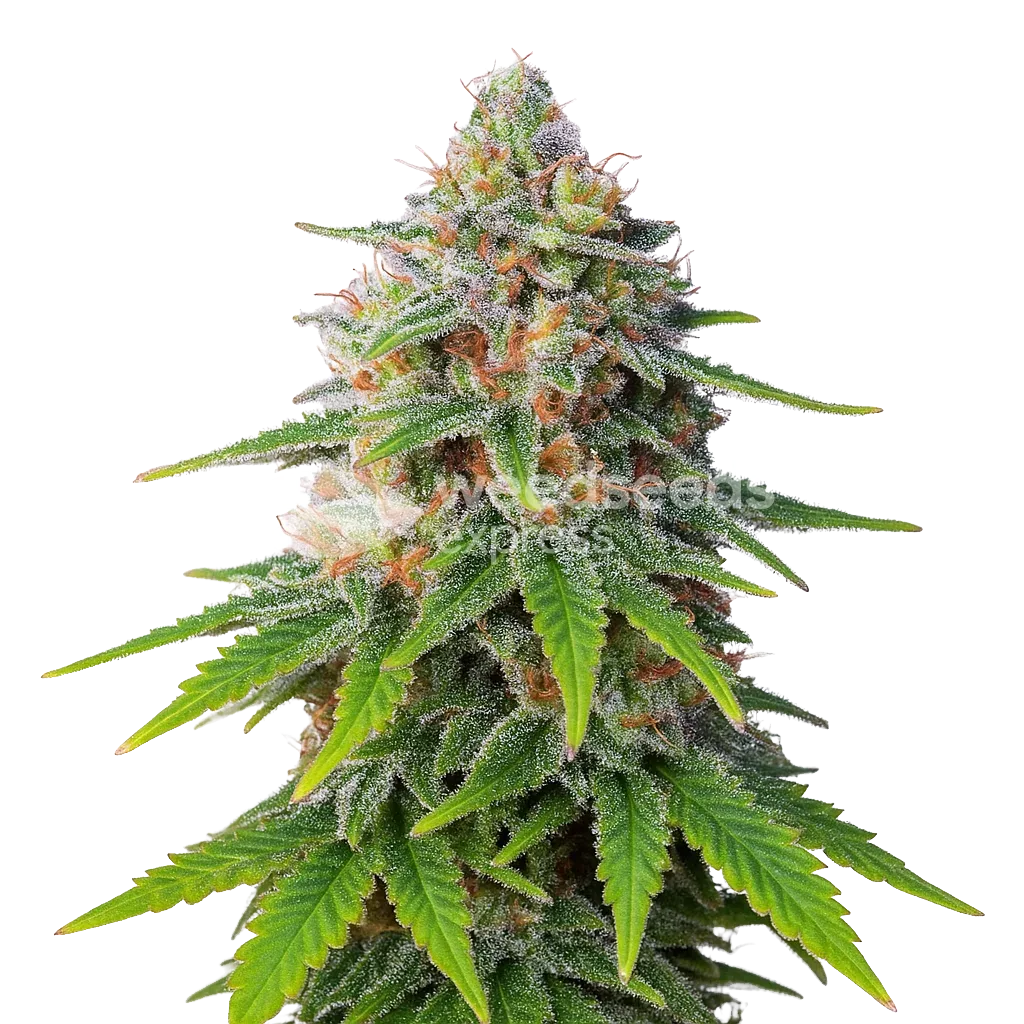 Hellfire OG Auto Plant