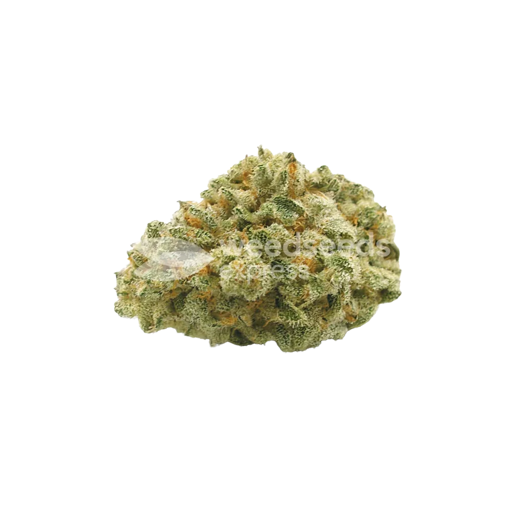 Hindu Kush Auto Bud