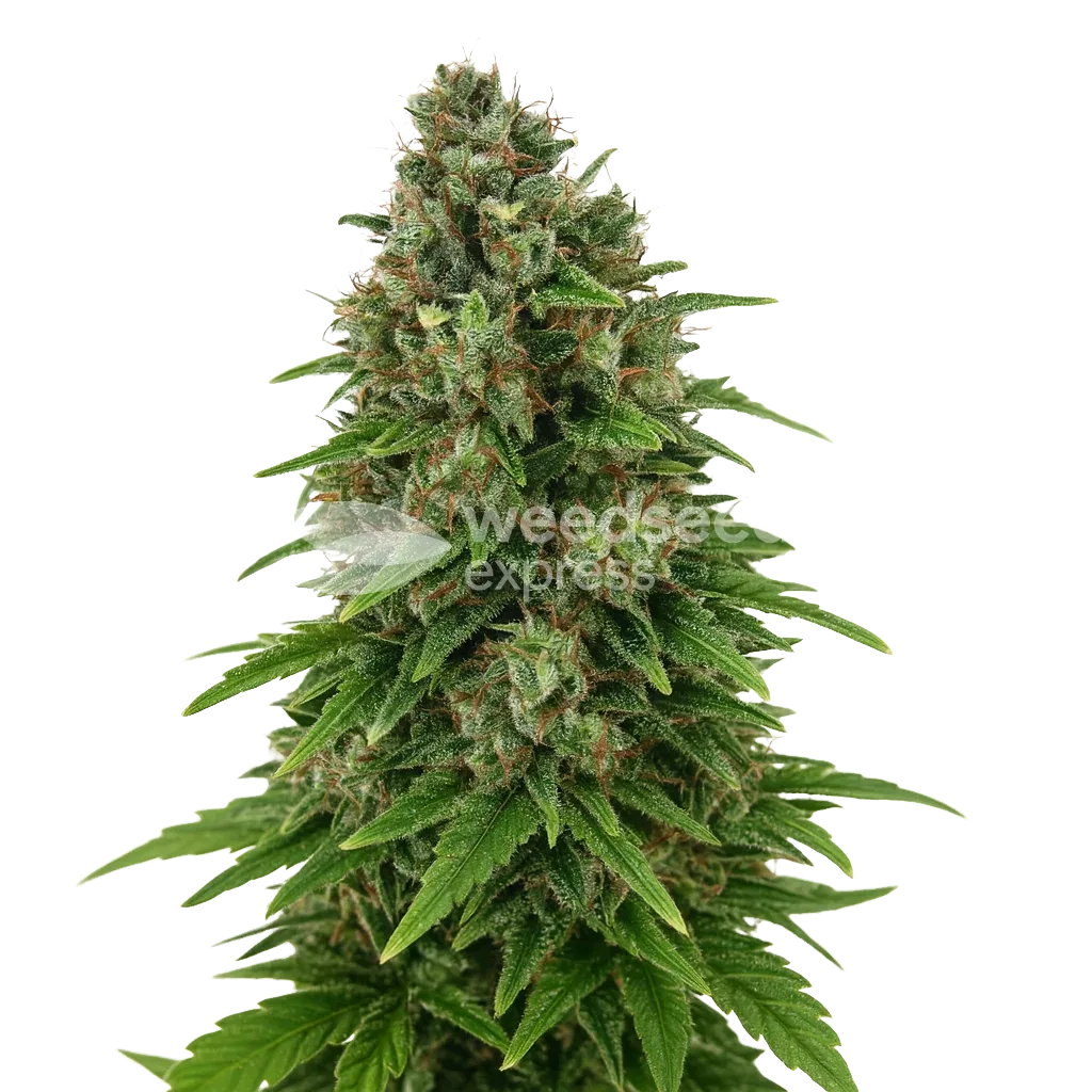 Hindu Kush Auto Plant