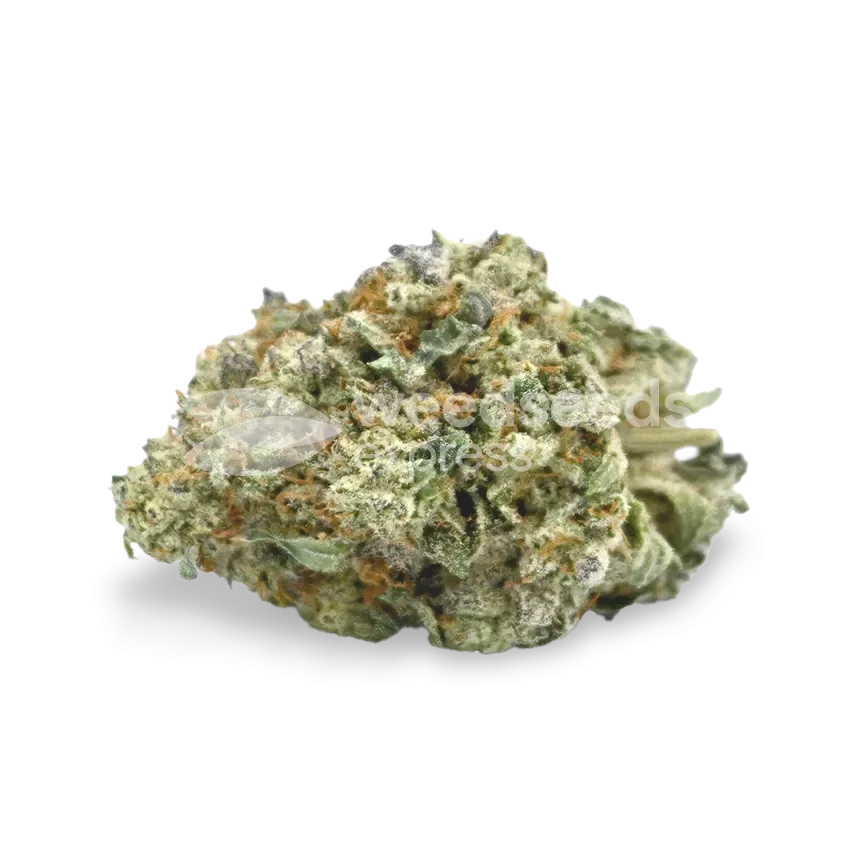 Hindu Kush bud