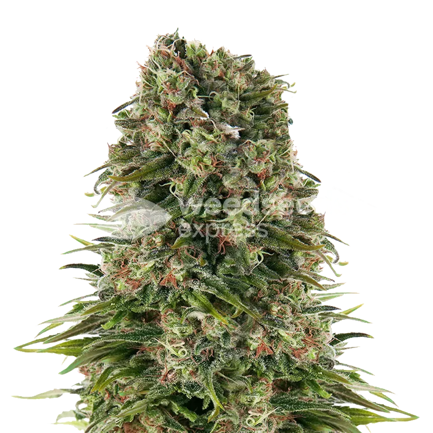 Hindu Kush Cannabisplant
