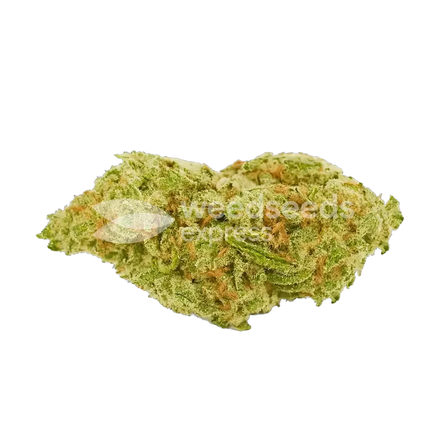 Humboldt Autoflower Top
