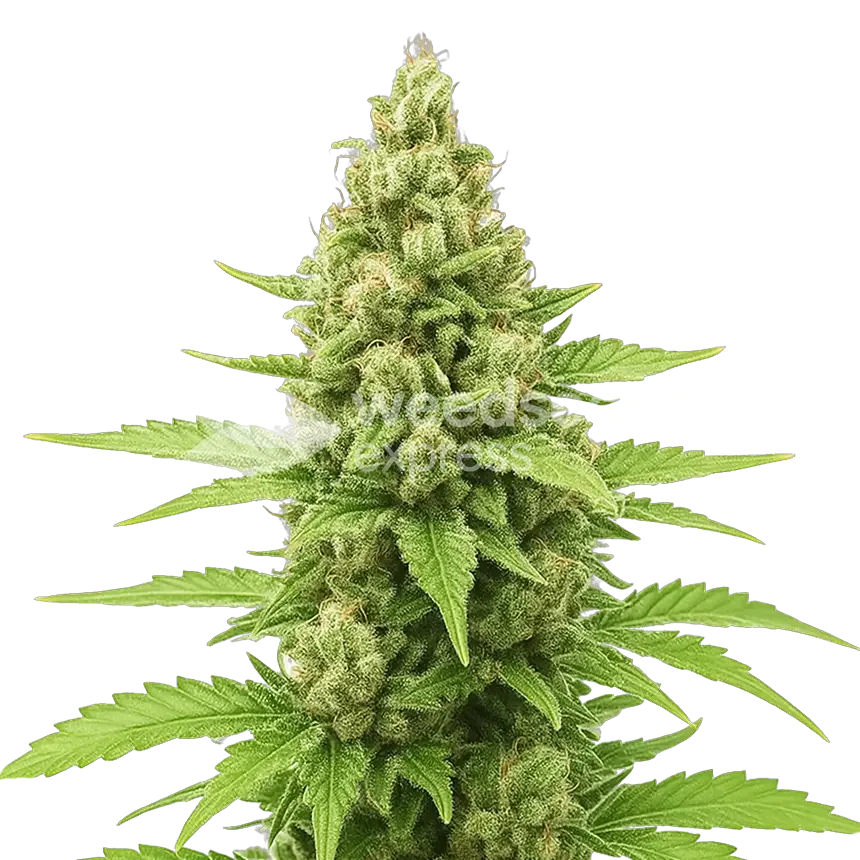 Humboldt Autoflower Plant