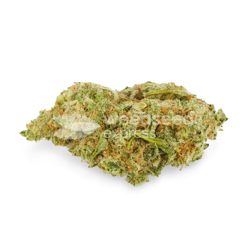Humboldt bud