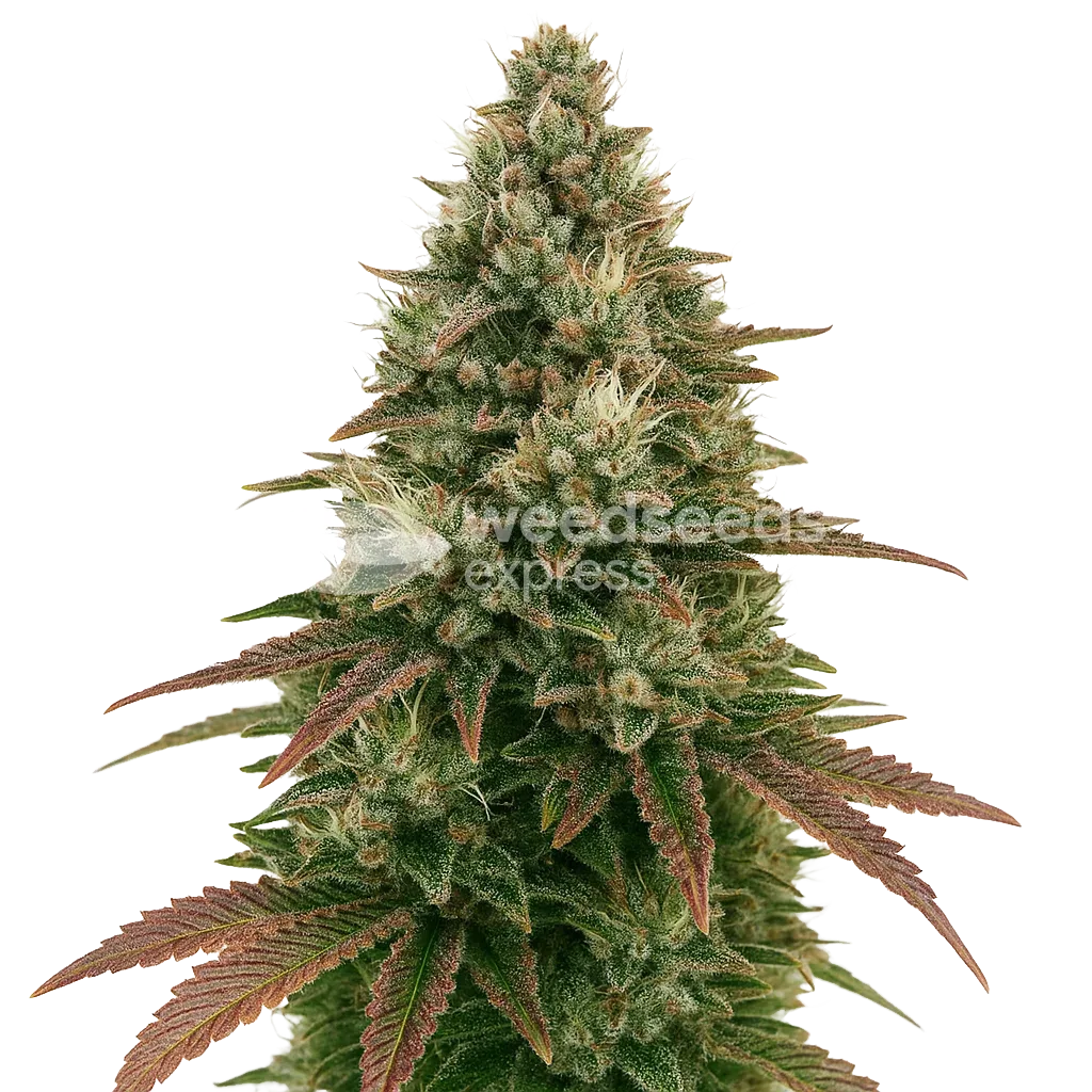 Ice Cream Cake Auto Plant