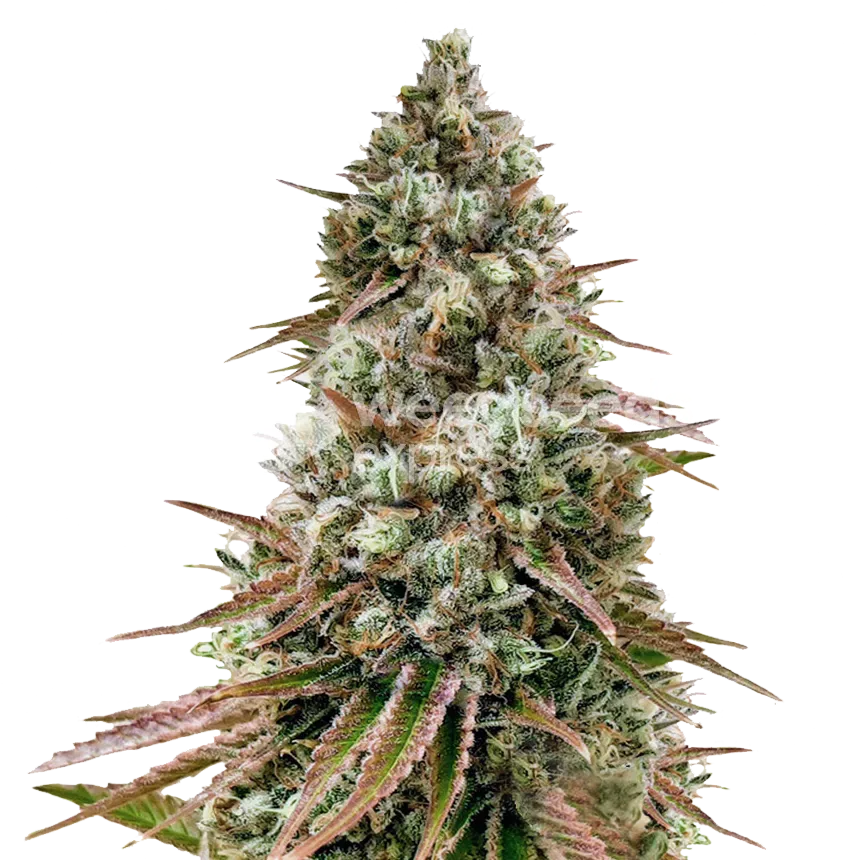 Ice Cream Cake plant