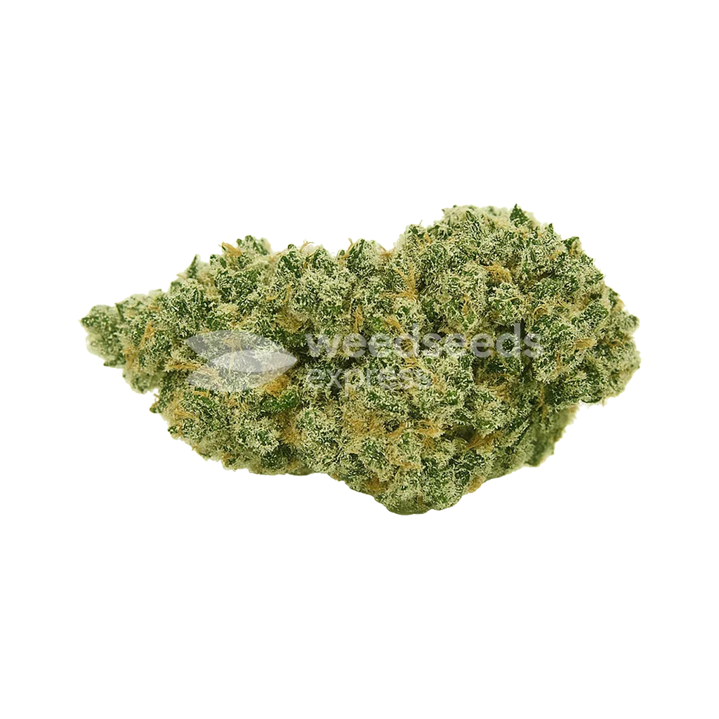 Jack Herer Auto Bud