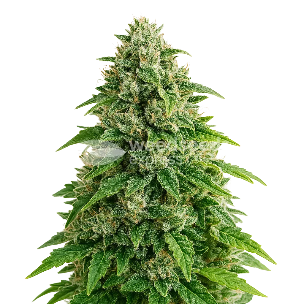 Jack Herer Auto Plant