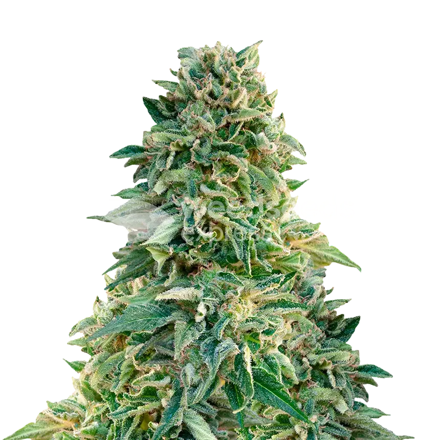 Jack Herer Cannabisplant