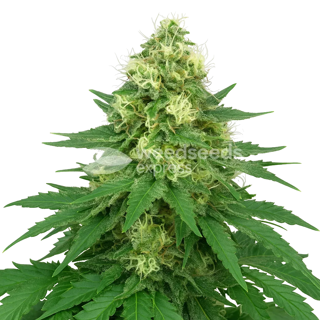 Jack Widow Auto Plant