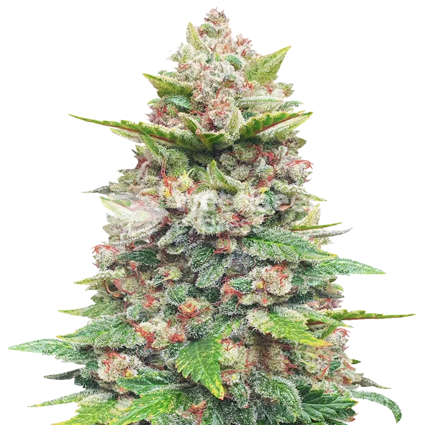 Jealousy plant