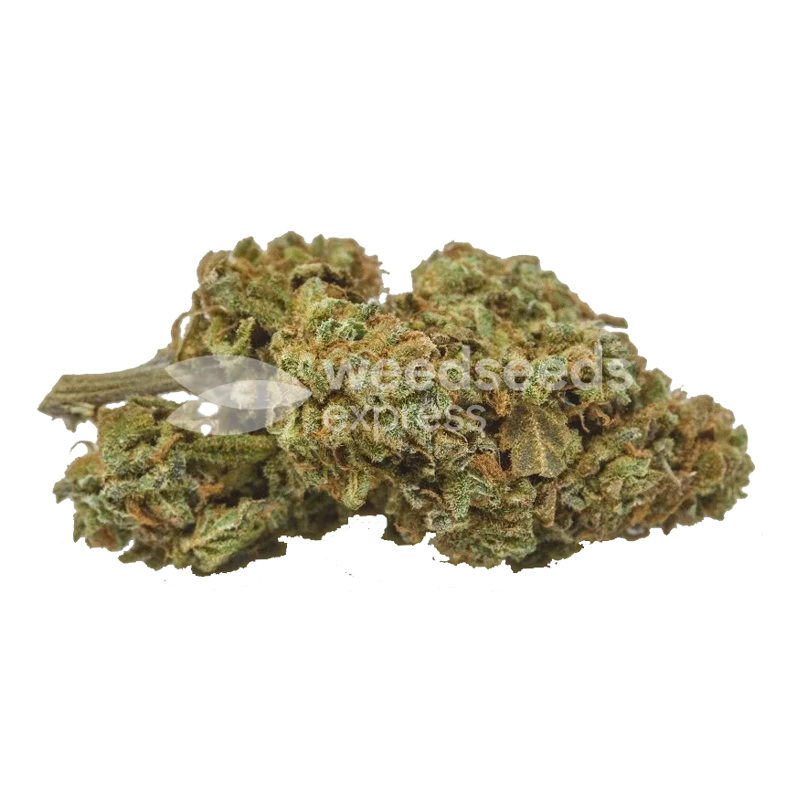 Jet Fuel Feminized Bud