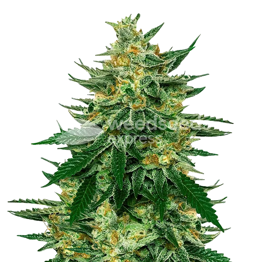 Jet Fuel Feminized Plant
