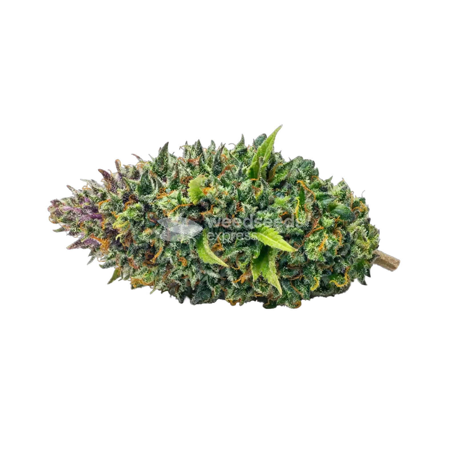 Kali Mist Cannabis top