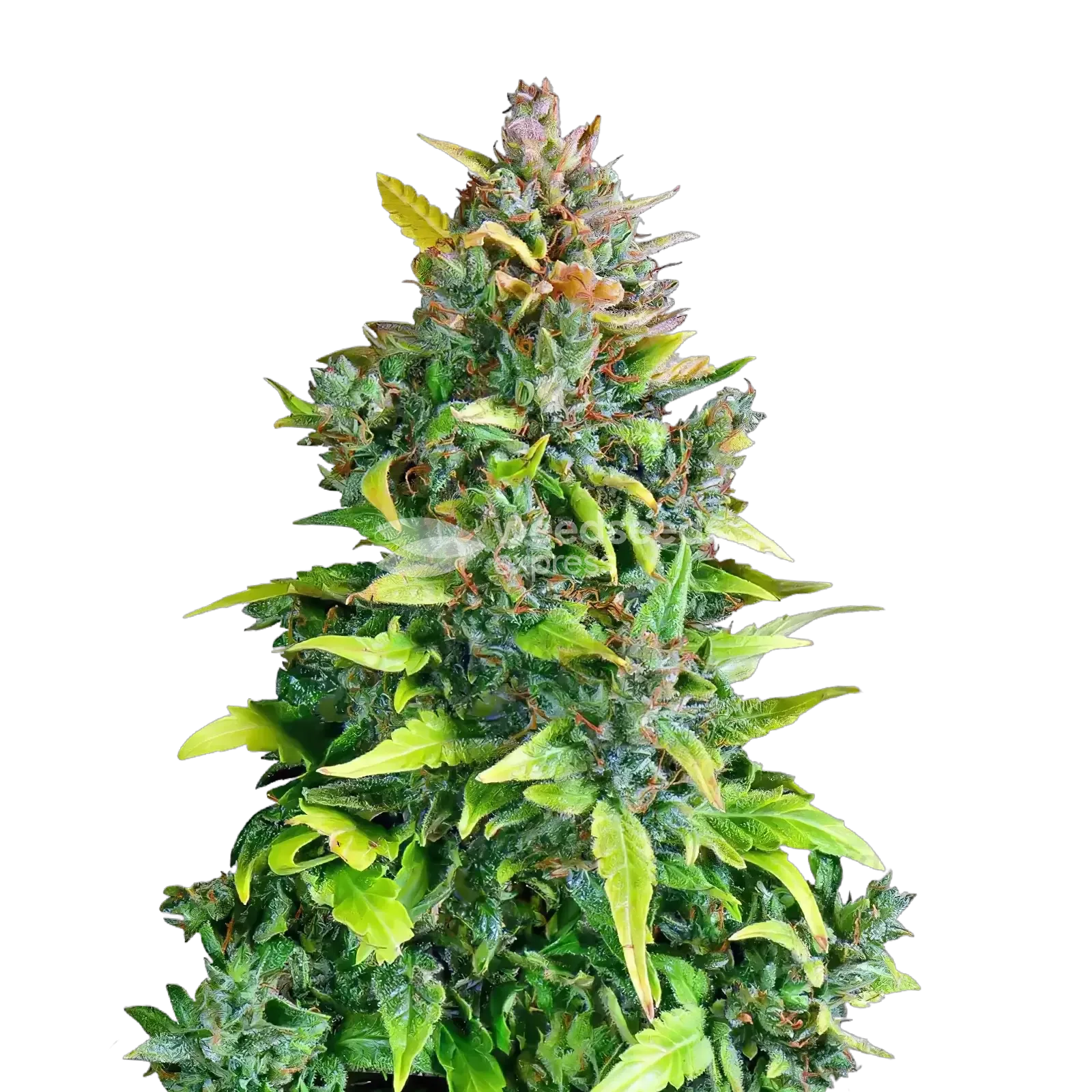 Kali Mist Cannabis Plant