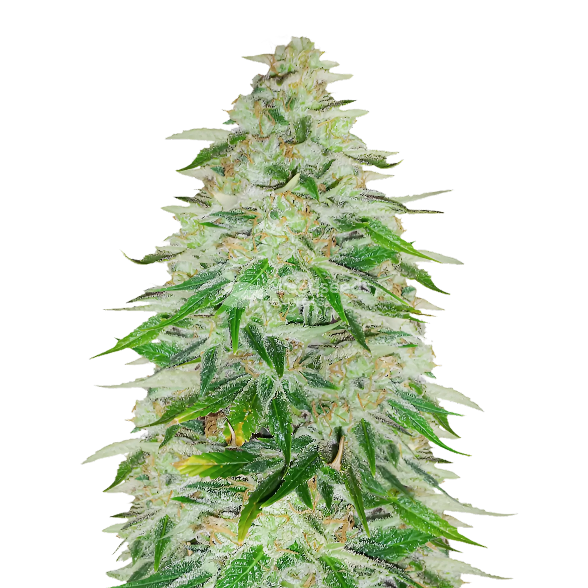 Kalifa Kush Plant