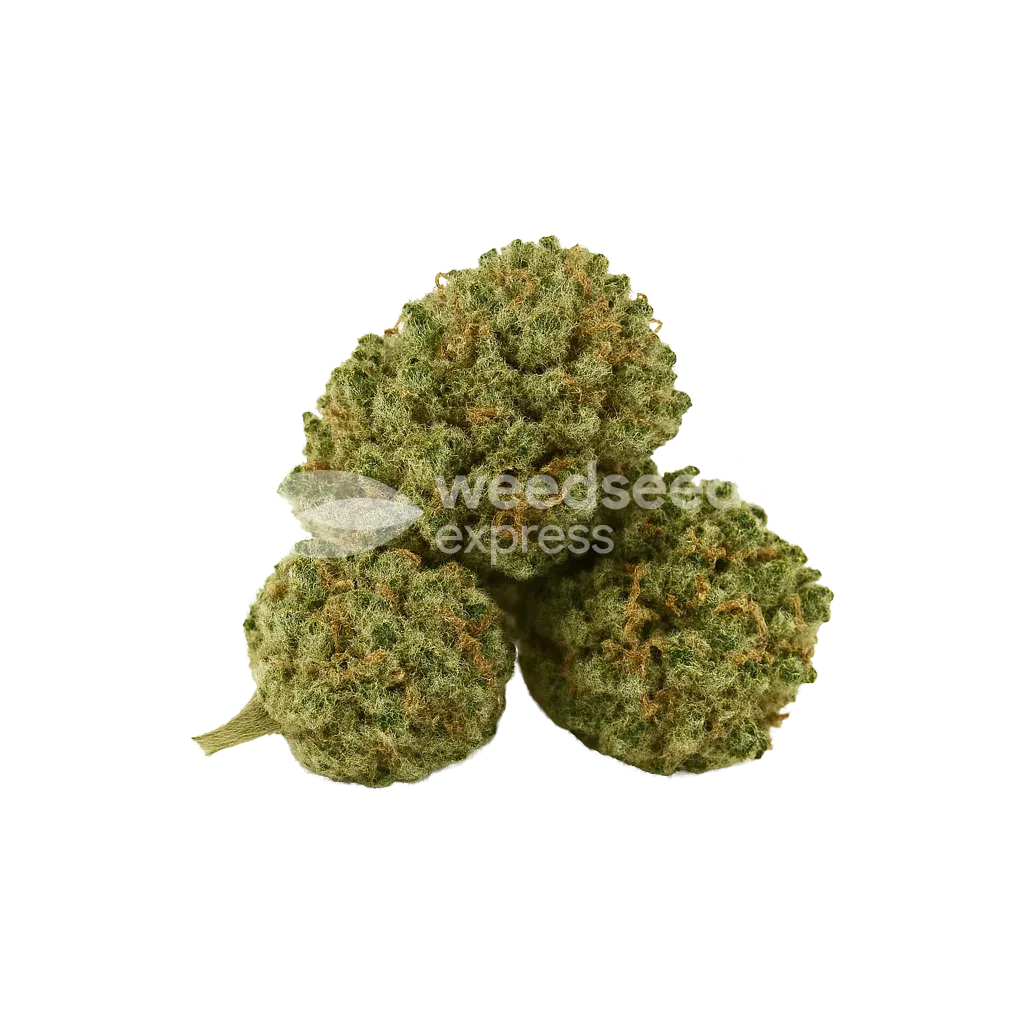 Khalifa Kush Auto Bud