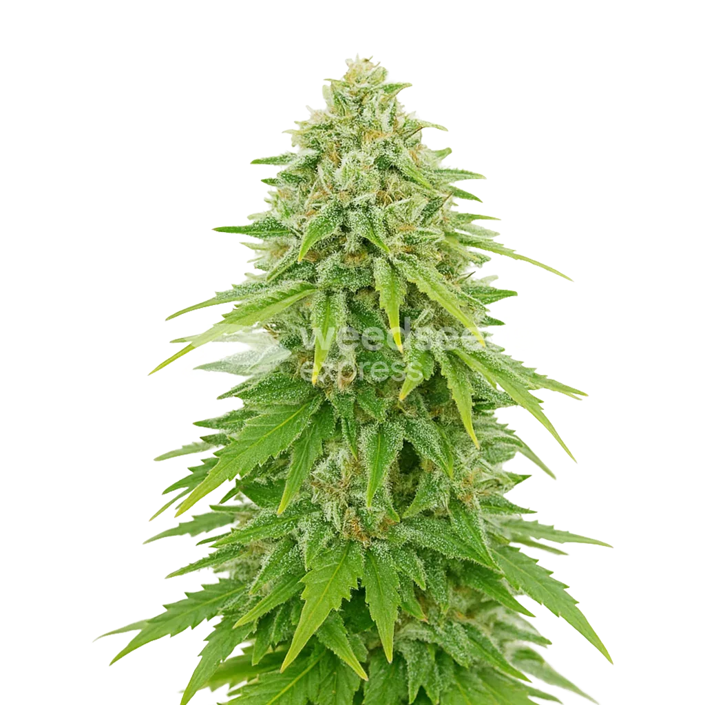Khalifa Kush Auto Plant