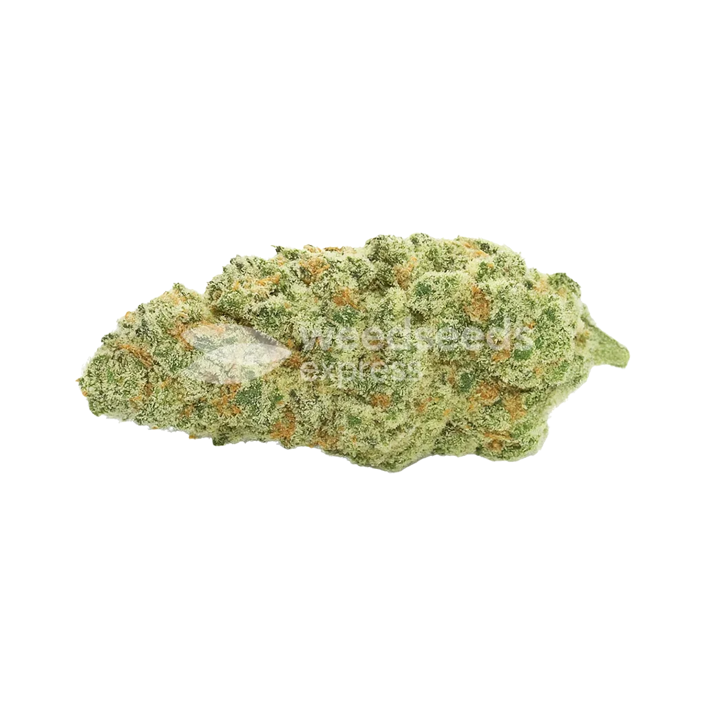 Kiwi Kush Auto Bud