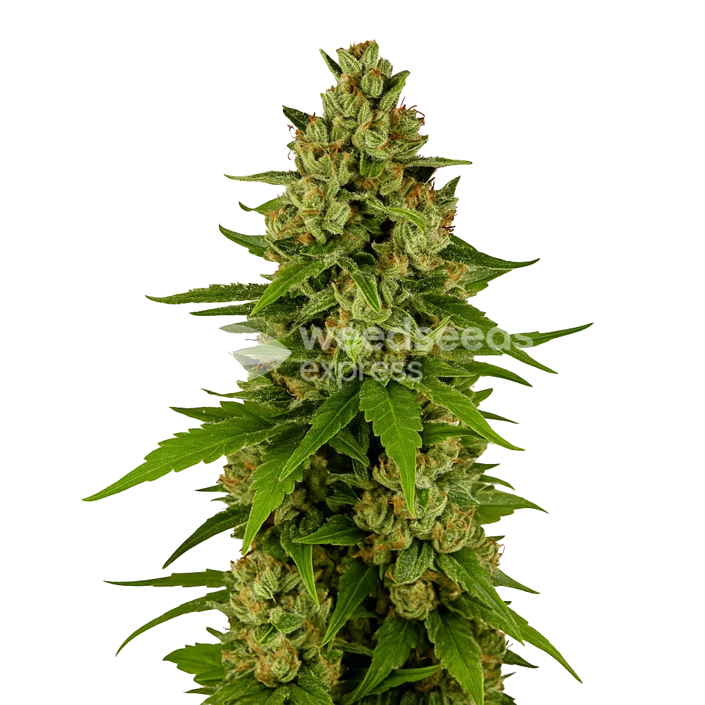 Kiwi Kush Auto Plant