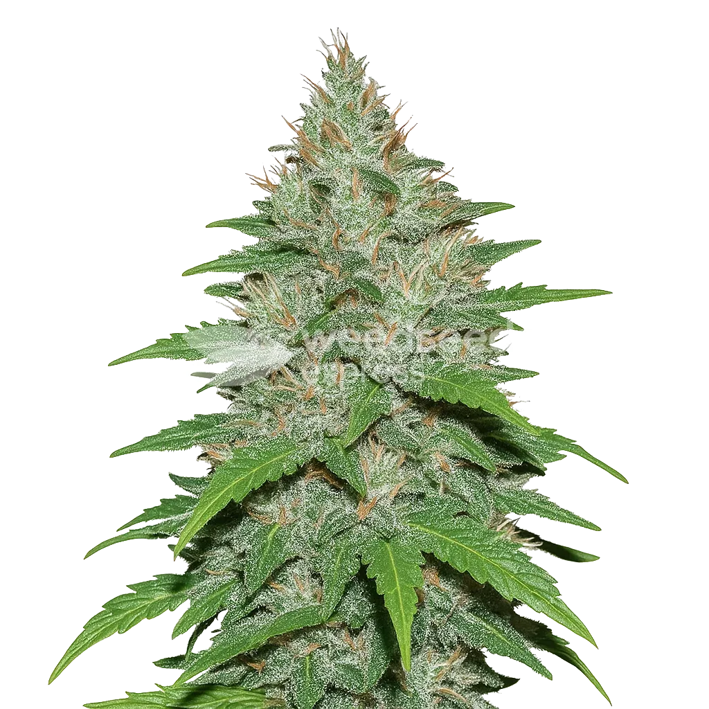 LA Confidential Auto Plant