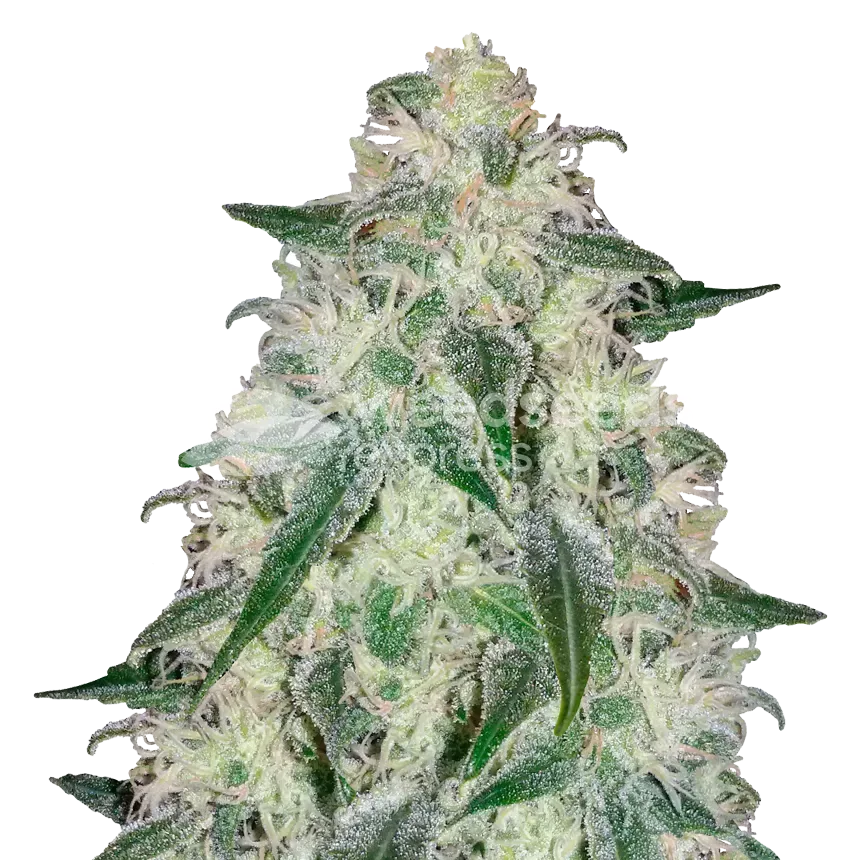 Lambs Bread Cannabisplant