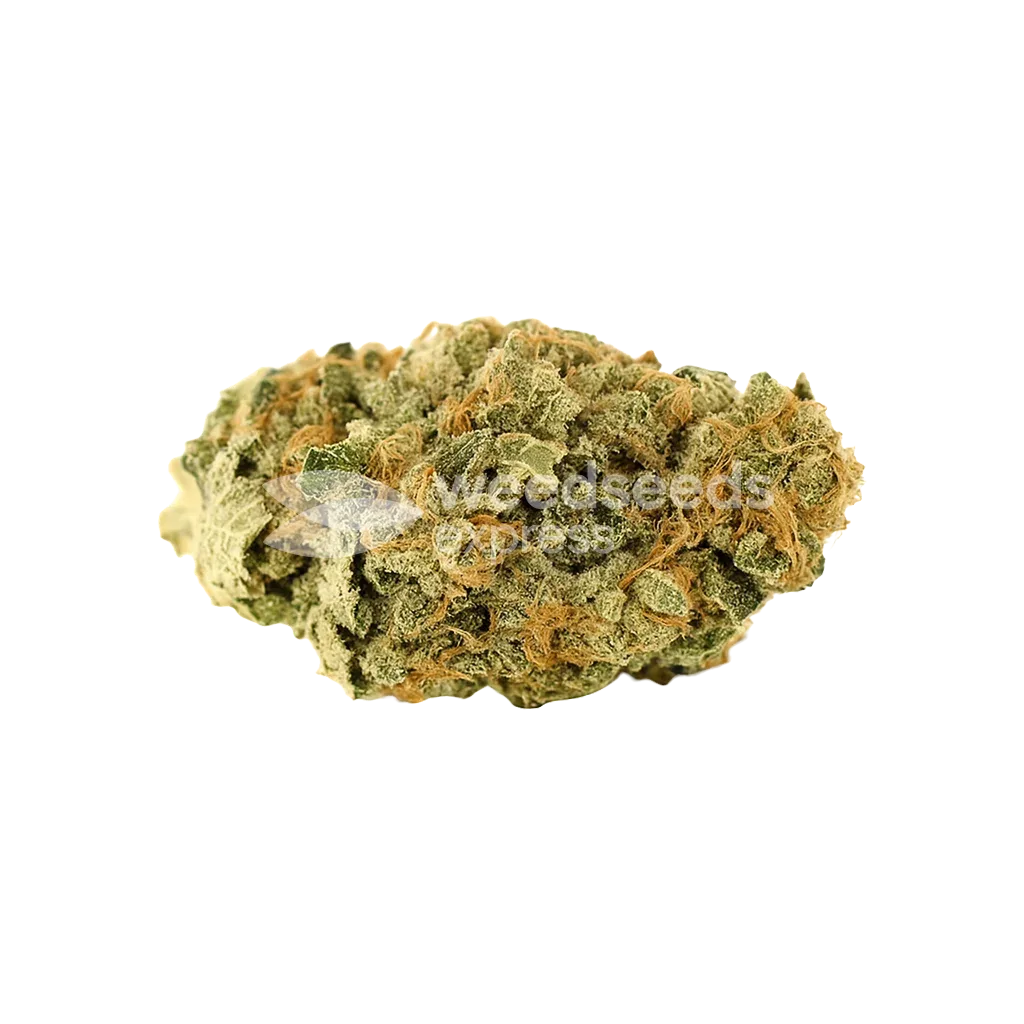 Lemon Auto Bud