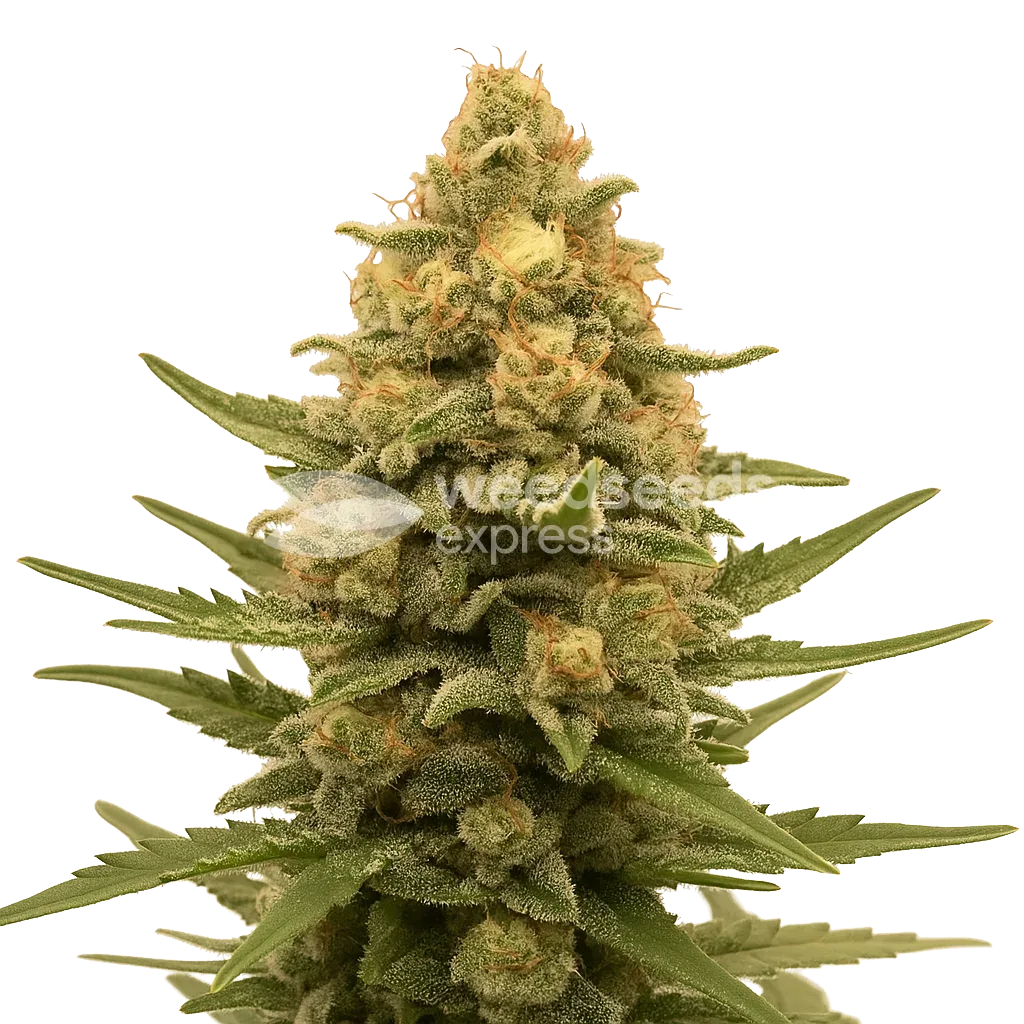 Lemon Auto Plant