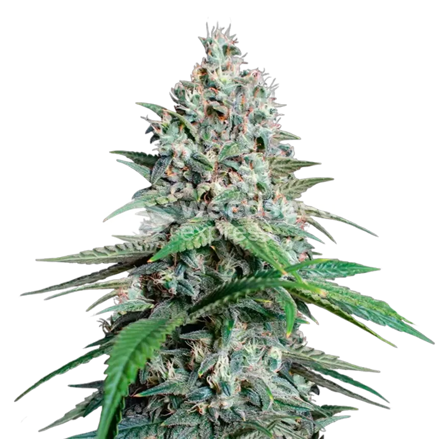 Lemon Cherry Gelato Plant