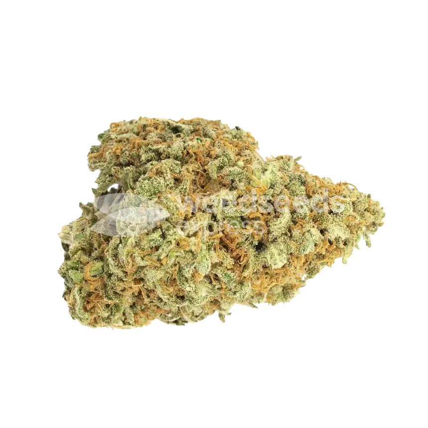 Lemon Skunk Bud