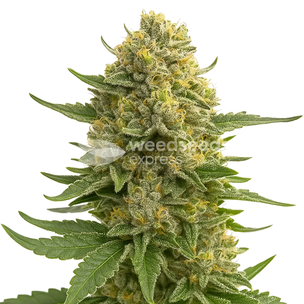 Love Potion Auto Plant